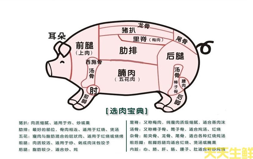 猪身上各部位图片全解(图1)