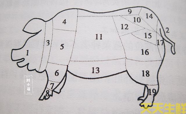 猪身上各部位图片全解(图3)