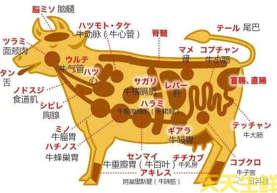 牛身上的部位大全图解(图3)