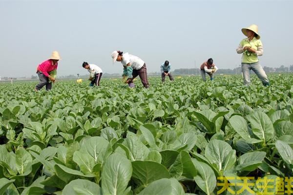 小白菜蔬菜种植基地(图1)