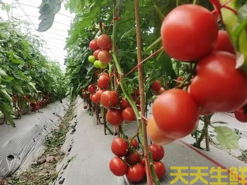 番茄蔬菜种植基地(图1)