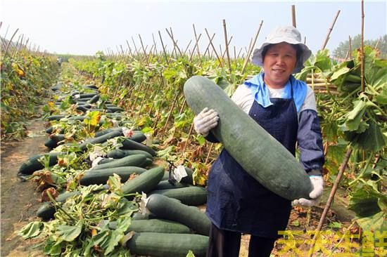 冬瓜蔬菜种植基地(图1)