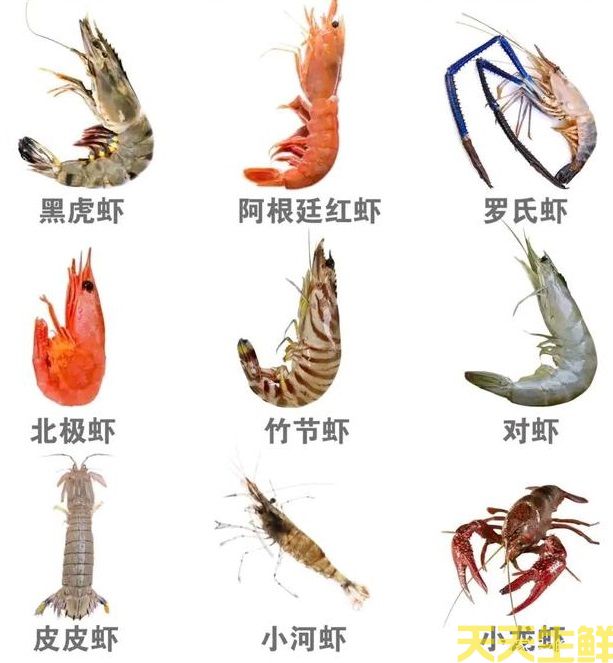 广州食材配送告诉你，10种常见虾的区别(图1)
