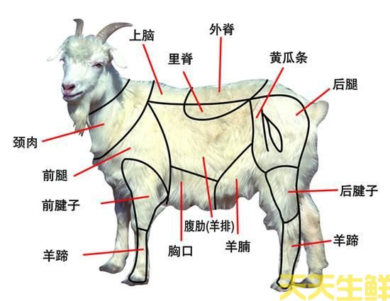 羊身上的部位大全图解(图1)