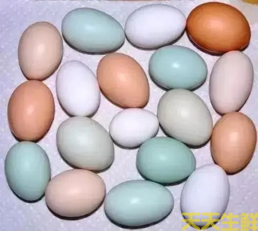 广州蔬菜配送告诉你常见鸡蛋有哪些品种？(图1)