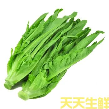 蔬菜配送—上海青(图1)
