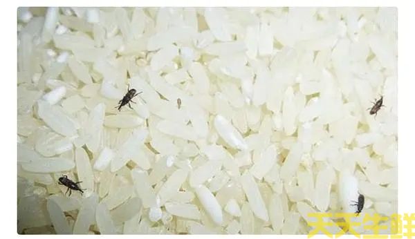 广州食材配送公司你，大米怎么防止生虫(图1)