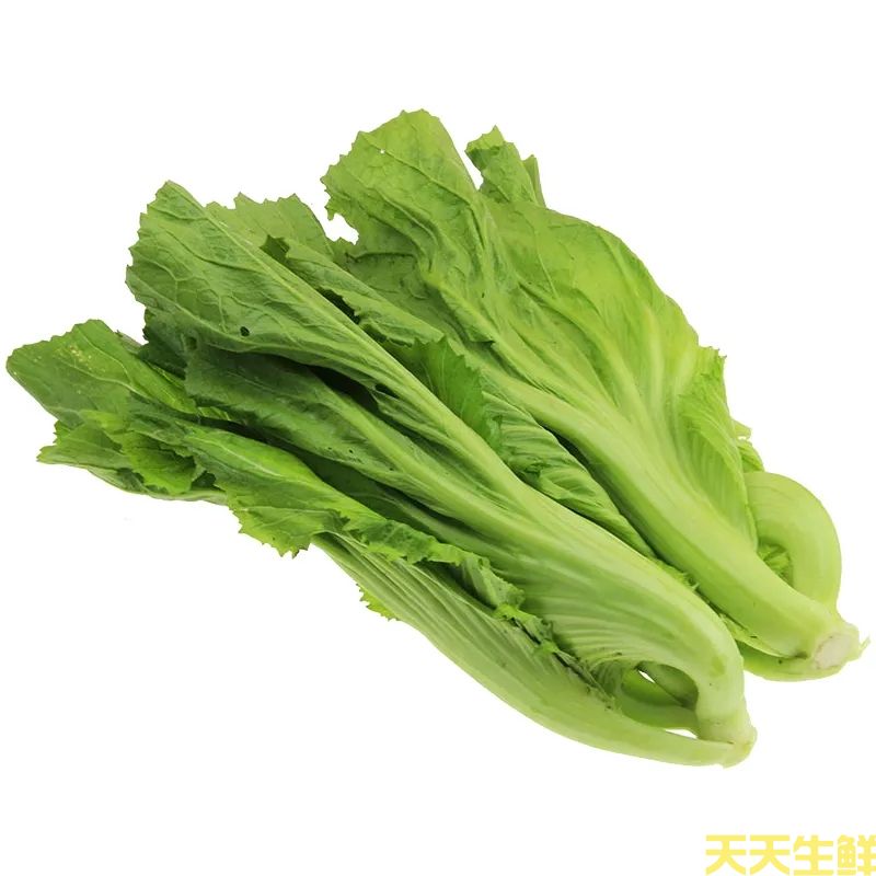蔬菜配送—水东芥菜(图1)