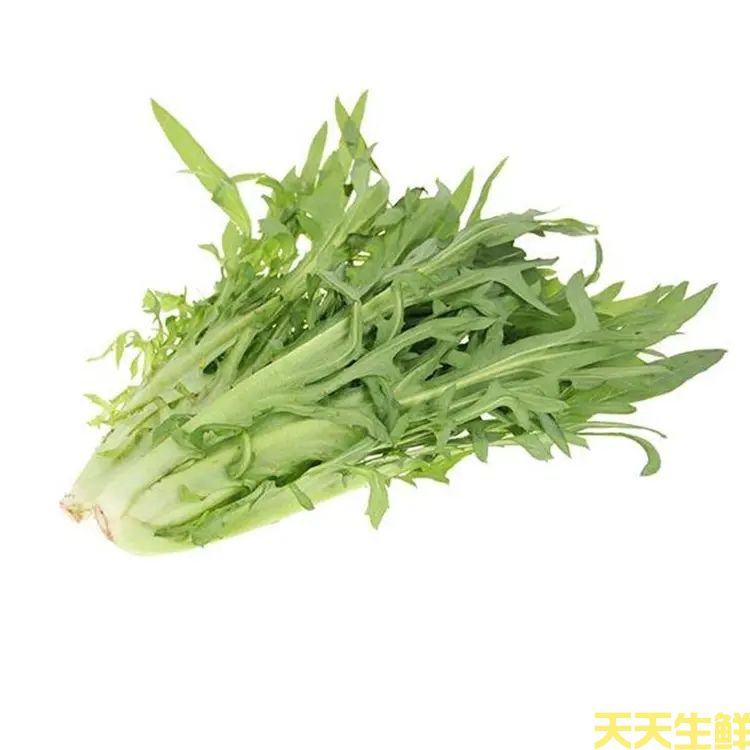 蔬菜配送—苦麦菜(图1)