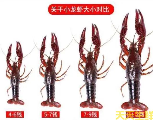 广州送菜公司带你详细认识小龙虾(图2)