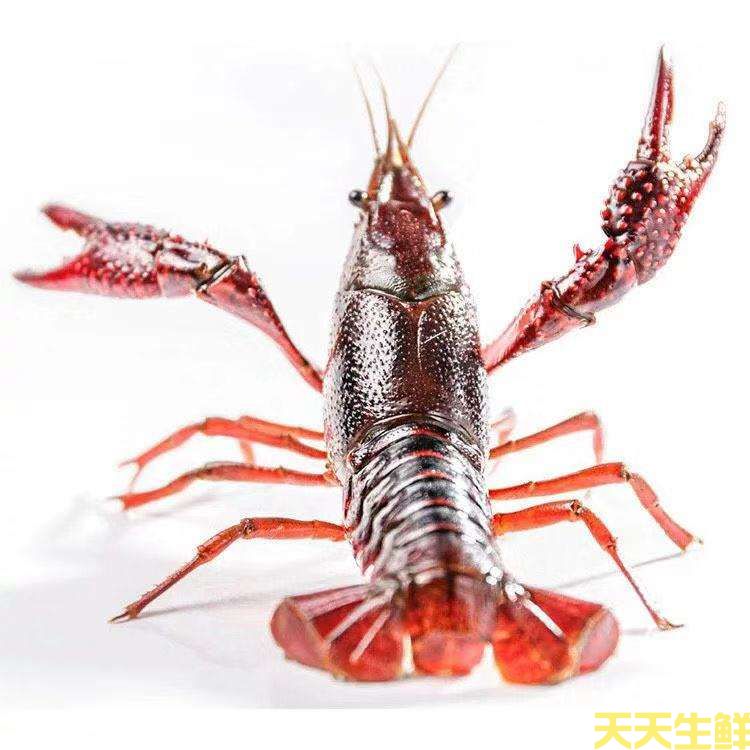 广州送菜公司带你详细认识小龙虾(图11)