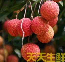 荔枝的品种有哪些？广州蔬菜配送公司科普(图14)