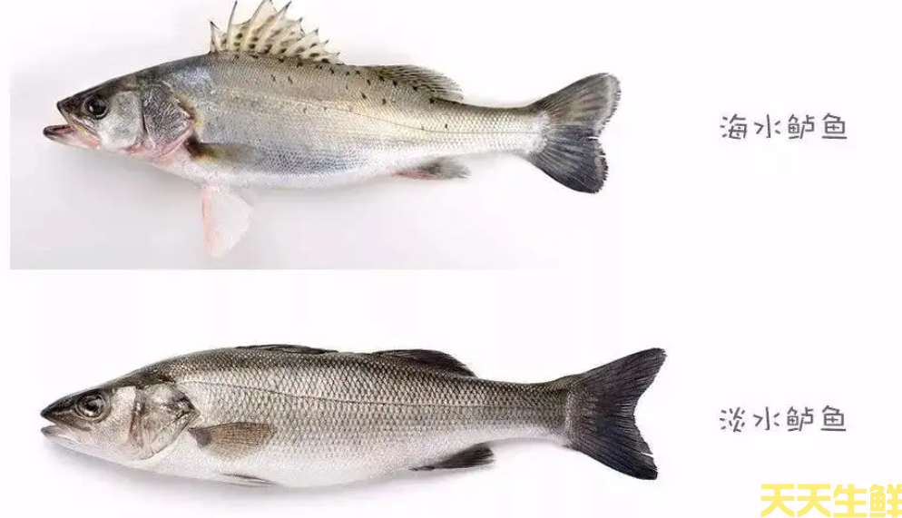 广州蔬菜配送公司分享：河鲈鱼和海鲈鱼的区别？(图1)