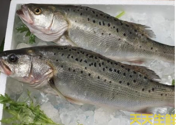 广州蔬菜配送公司分享：河鲈鱼和海鲈鱼的区别？(图2)