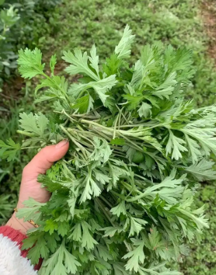 清明时节话艾果(图3)